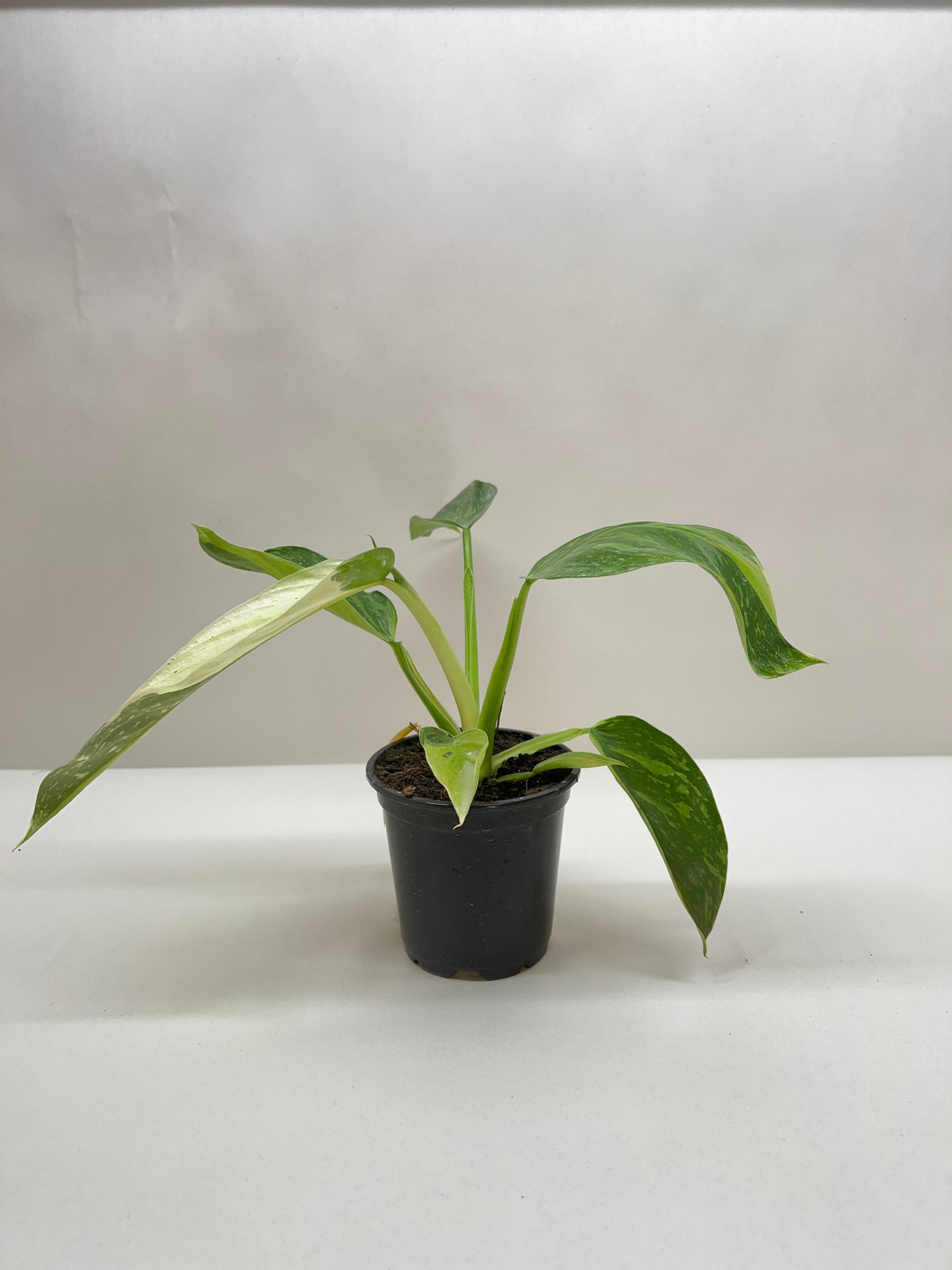 jose bueno philodendron Buy Philodendron Jose Bueno