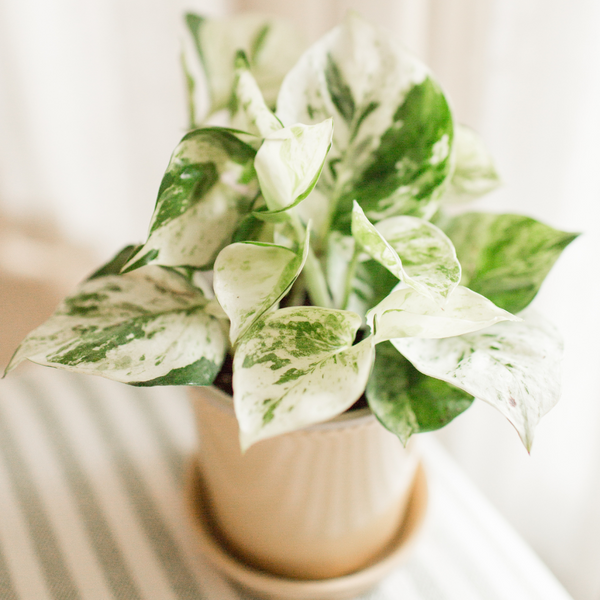 marble pothos vs snow queen Buy Marble Queen Pothos