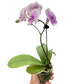 Orchid 'Light Pink Phalaenopsis'
