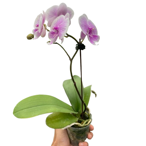 Orchid 'Light Pink Phalaenopsis'