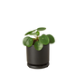 Pilea Peperomioides Chinese Money indoor plant