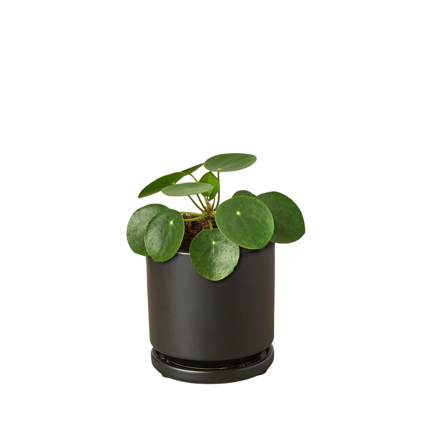 Pilea Peperomioides Chinese Money indoor plant