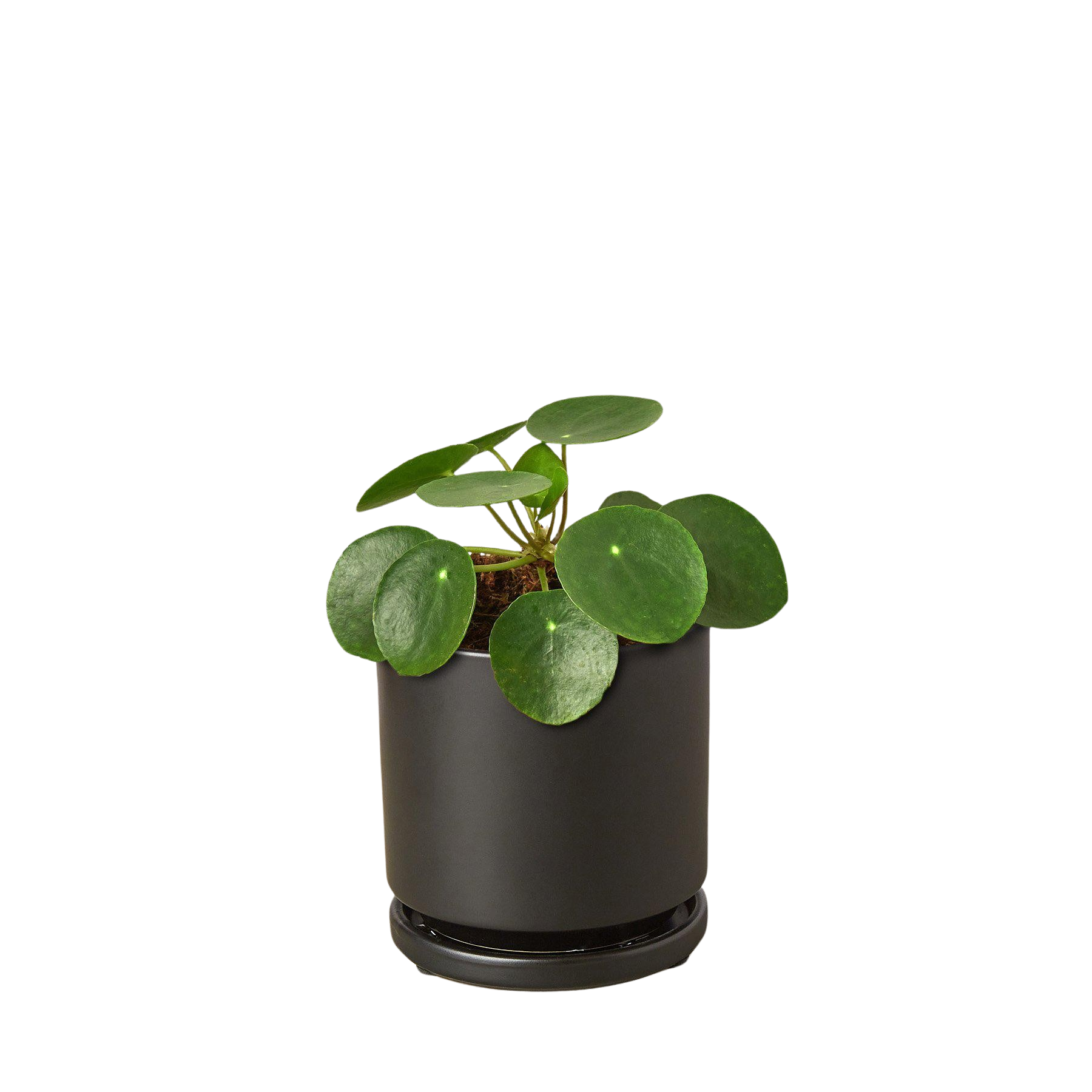 Pilea Peperomioides Chinese Money indoor plant