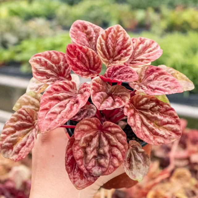 Peperomia 'Quito'