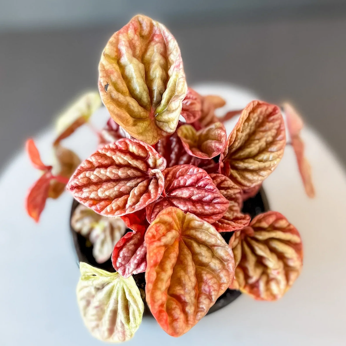 peperomia quito