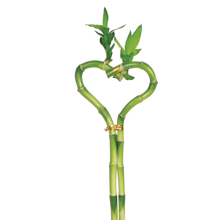Dracaena Lucky Bamboo Heart Shape indoor plant