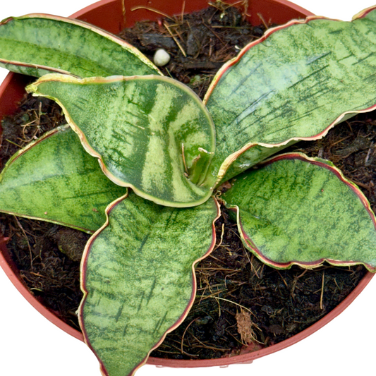 Snake Plant 'Silver Blue'