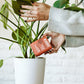 Organic Soil and Root Boost