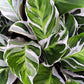 Calathea 'White Fusion'