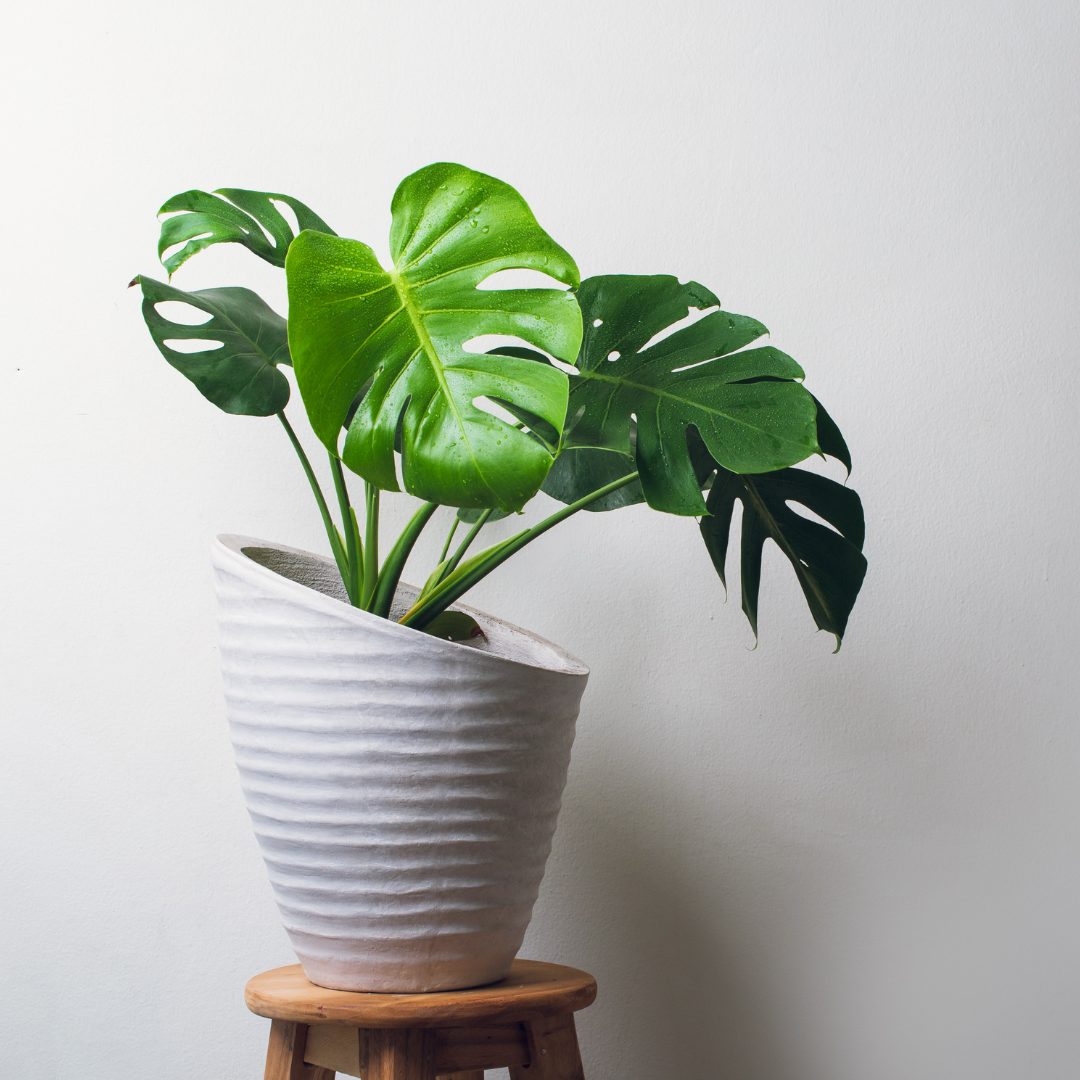 live indoor plants online