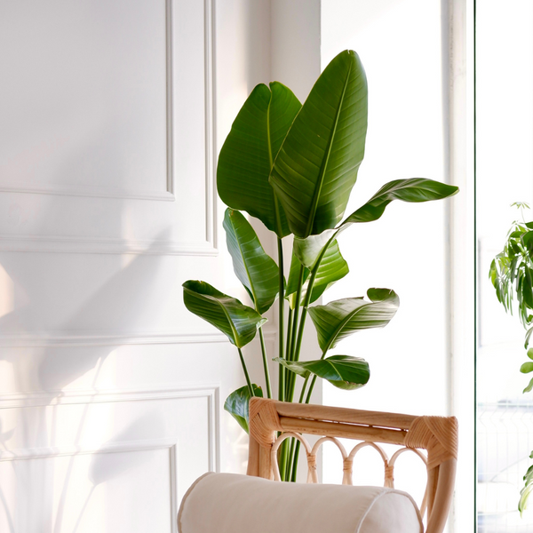 White Bird of Paradise, Strelitzia Nicolai