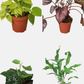Velvet Forest indoor plant