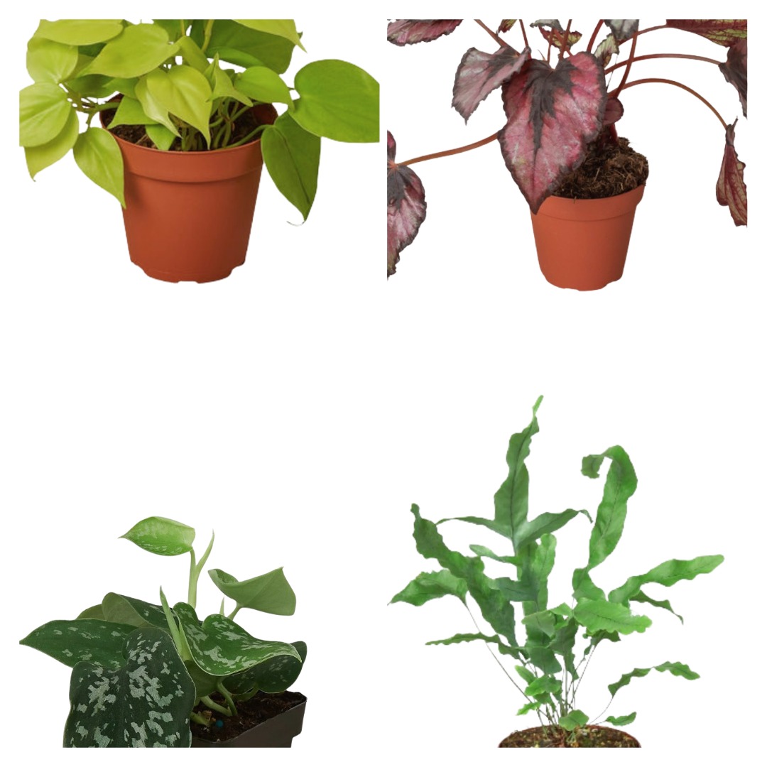 Velvet Forest indoor plant