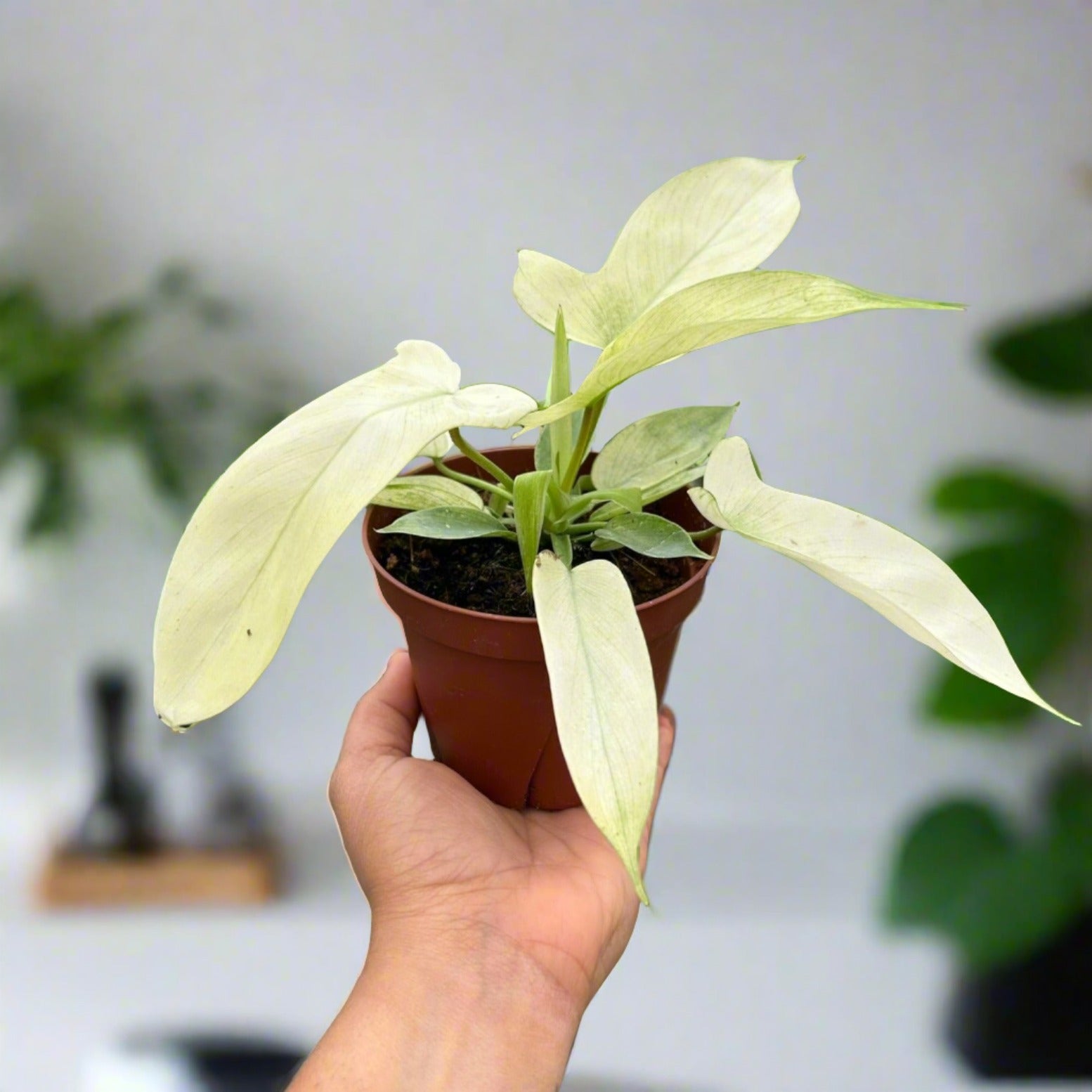 Philodendron 'Florida Ghost' 