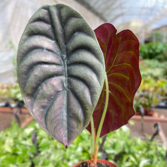 alocasia red secret rare plant