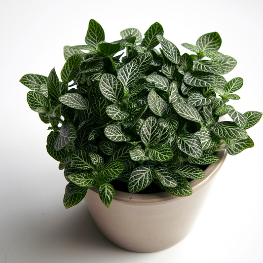 Fittonia 'White Nerve Plant'