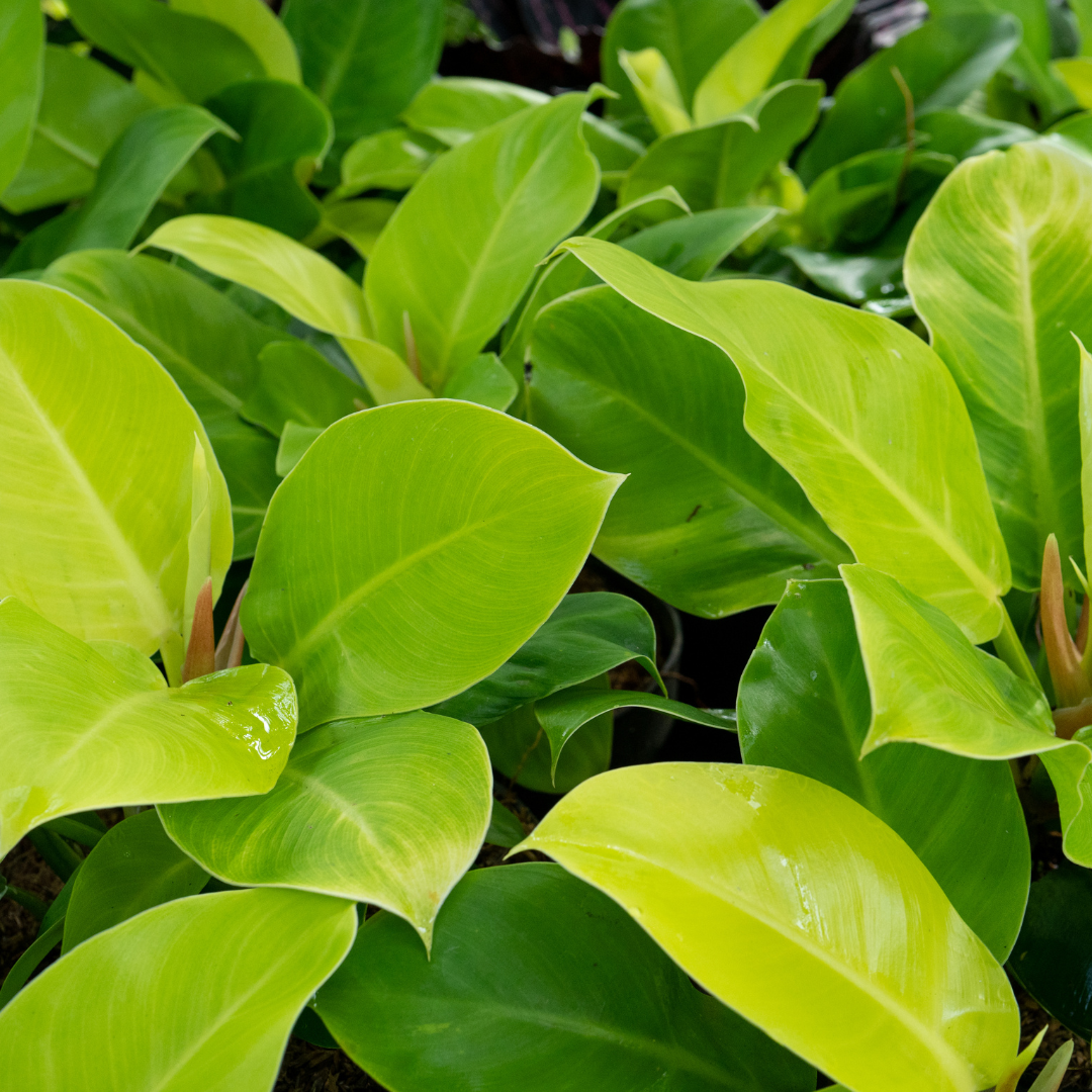 Philodendron 'Moonlight'