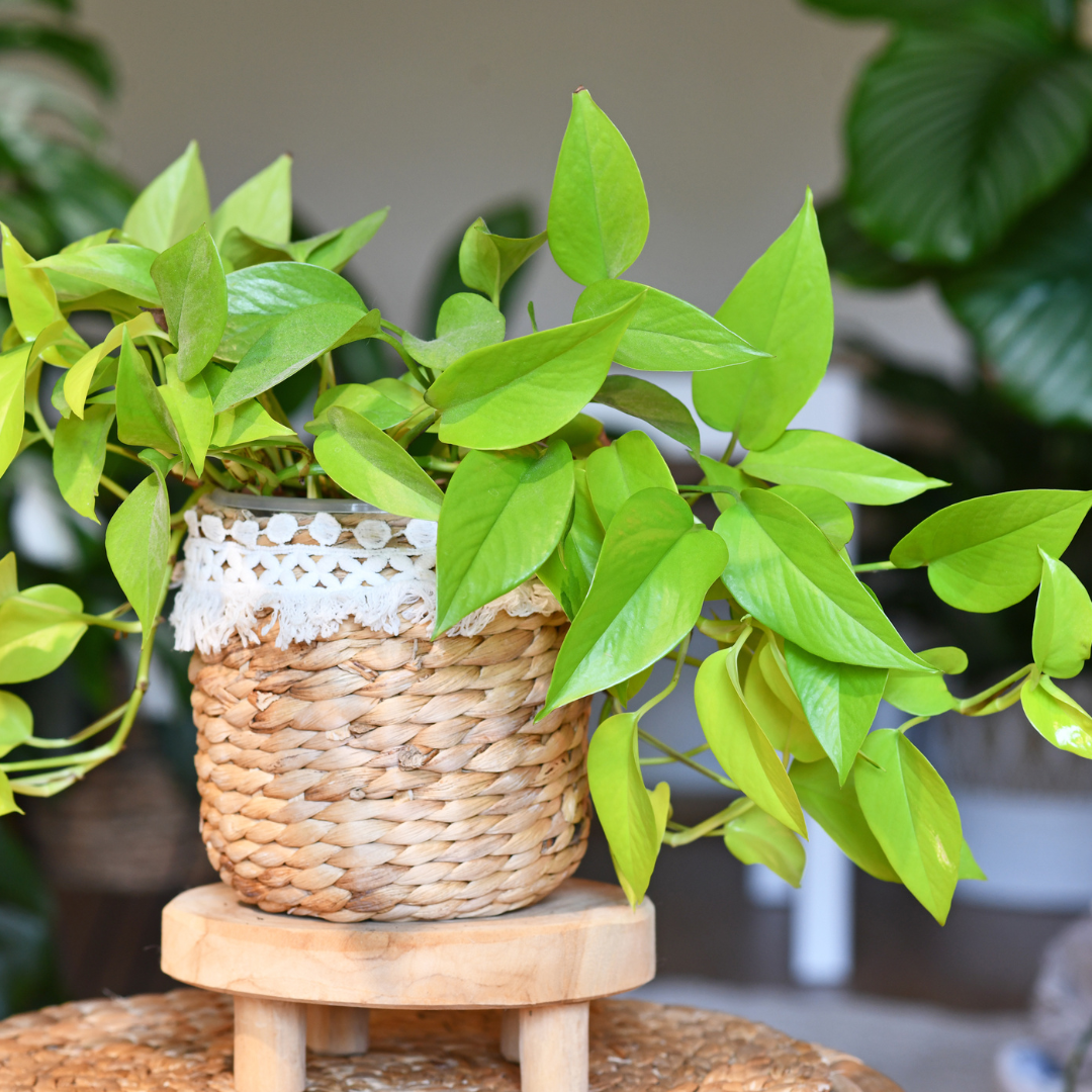 Pothos 'Neon'