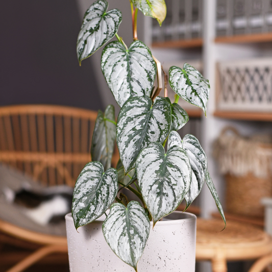 Philodendron 'Brandi'