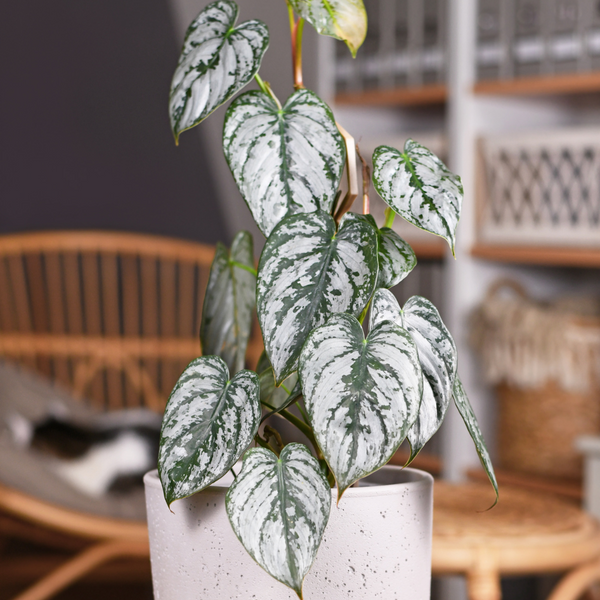 Buy Rare Philodendron Brandi