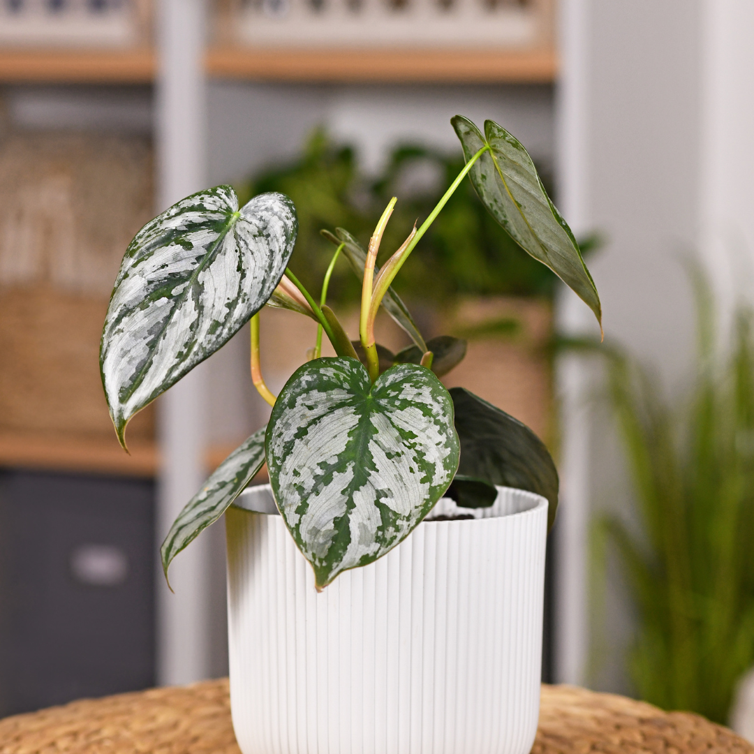 Philodendron 'Brandi'