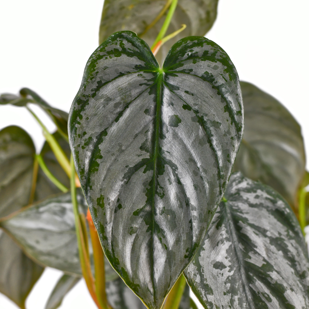 philodendron for sale near me Philodendron 'Brandi'