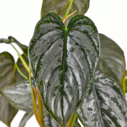 brande philodendron Buy Rare Philodendron Brandi