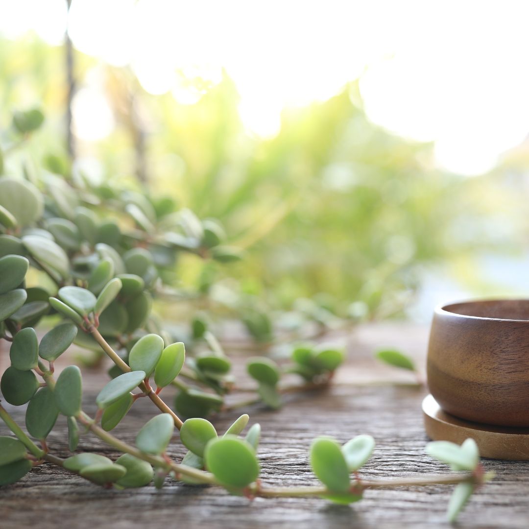 Peperomia Hope'