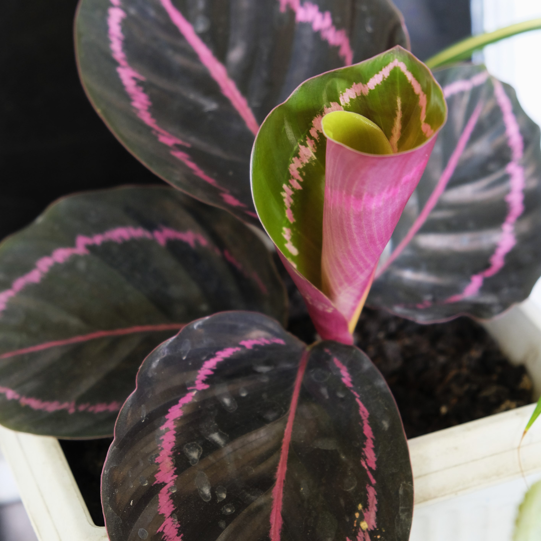 Calathea 'Dottie'