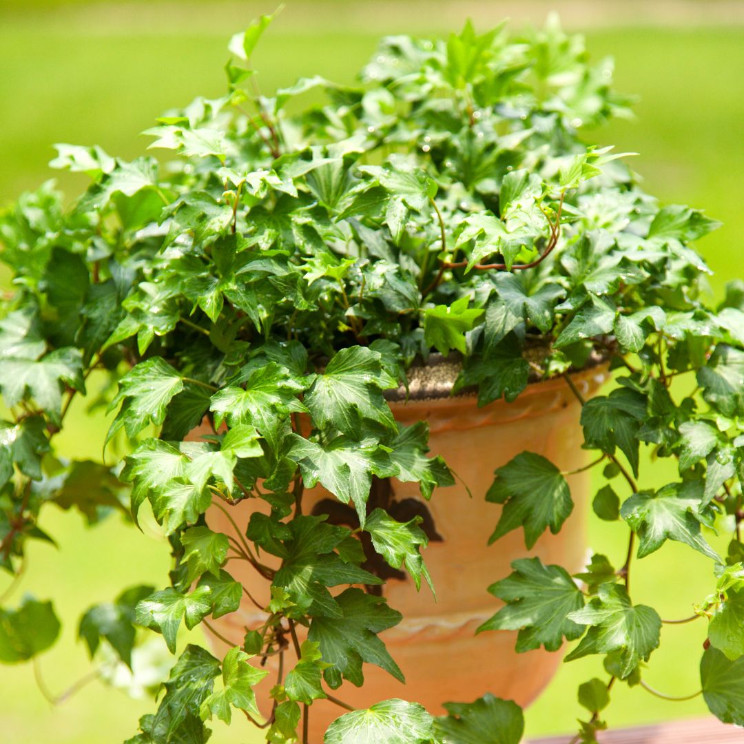 2 English Ivy Variety Pack - 6" Hanging Pot