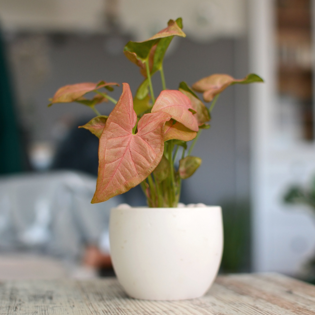 indoor plants syngonium Strawberry Syngonium 6in