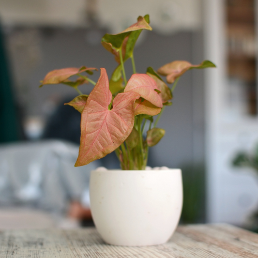 pink strawberry syngonium houseplant