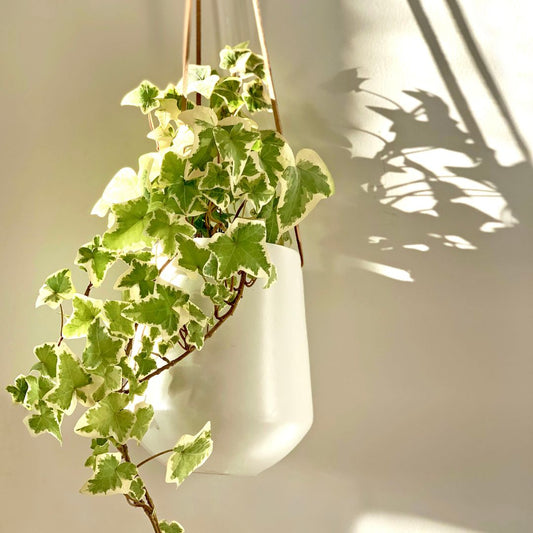 2 English Ivy Variety Pack - 6" Hanging Pot