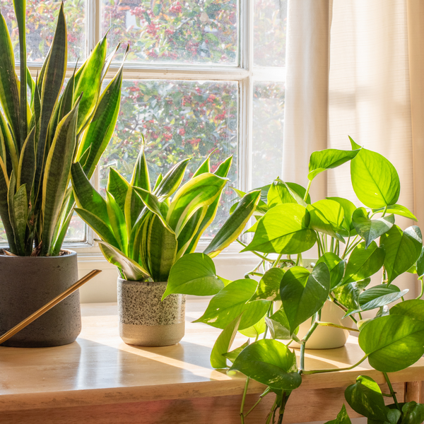Buy Low Light Houseplant Bundle