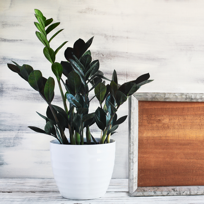 ZZ Zamioculcas 'Black Raven' Rare