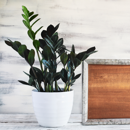 ZZ Zamioculcas 'Black Raven'