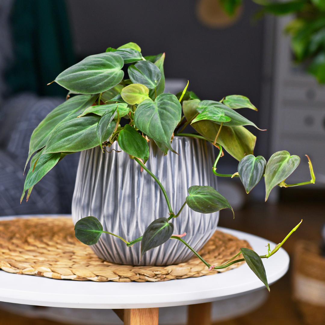 Philodendron Micans 'Velvet'