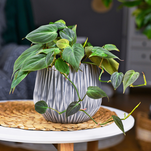 Philodendron Micans 'Velvet'