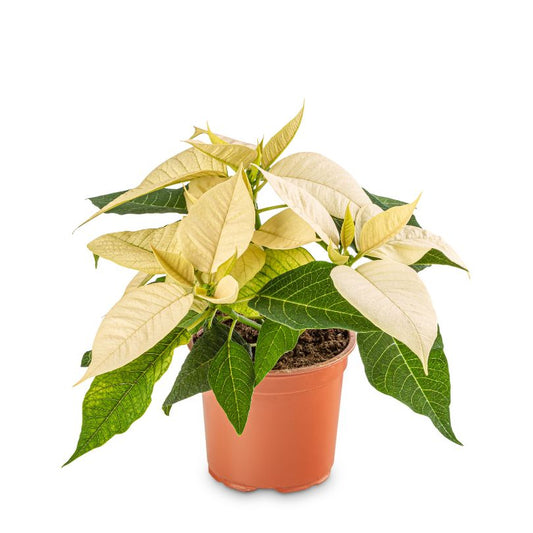 Poinsettia 'White'