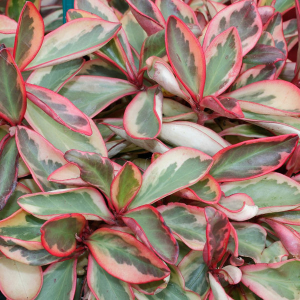 Buy Peperomia Ginny