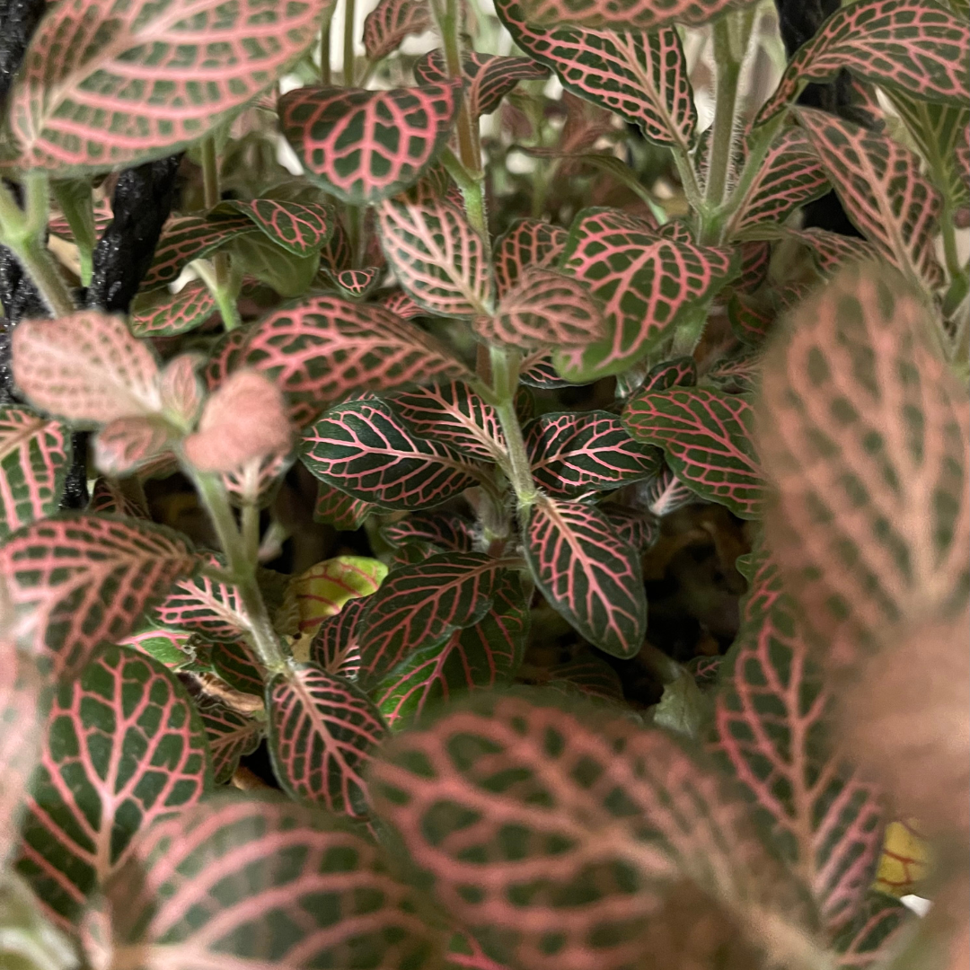 Fittonia 'Pink'