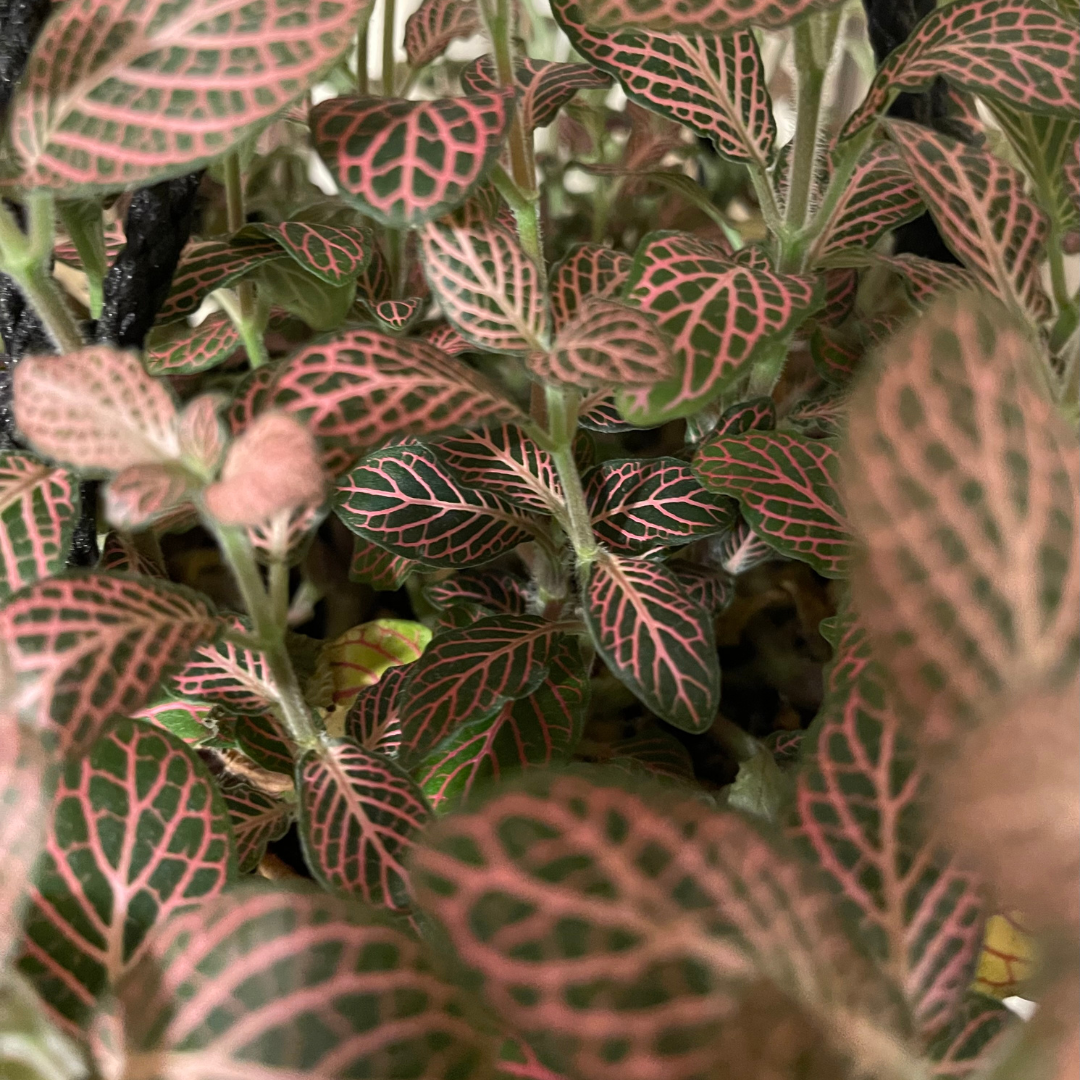Pink Veined Nerve Plant - Fittonia - Easy House Plant