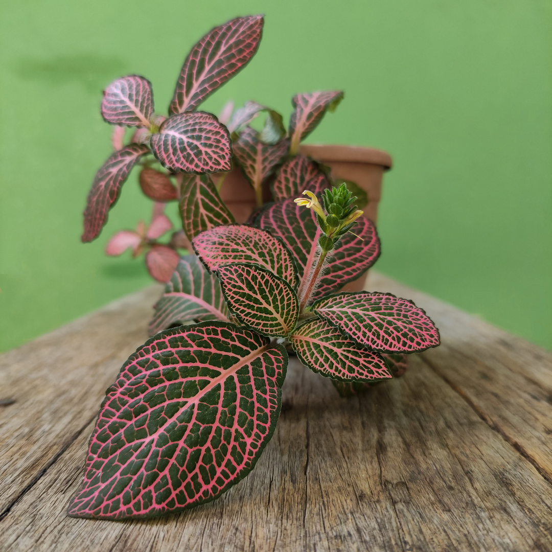 Fittonia 'Pink'