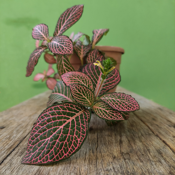 Pink Veined Nerve Plant - Fittonia - Easy House Plant