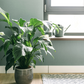 Spathiphyllum 'Peace Lily'