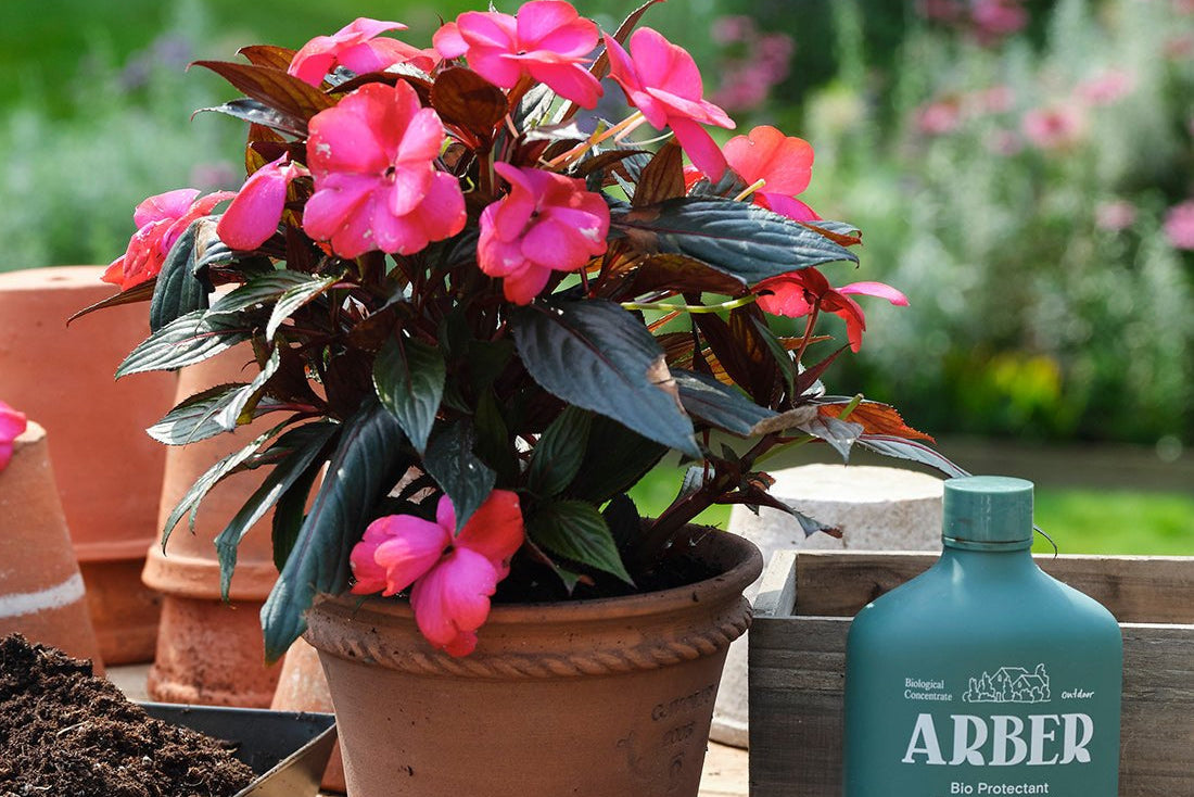 Bio Protectant - Arber