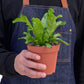 Bird's Nest Leslie Fern indoor plant
