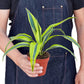 Dracaena Lemon Lime indoor plant