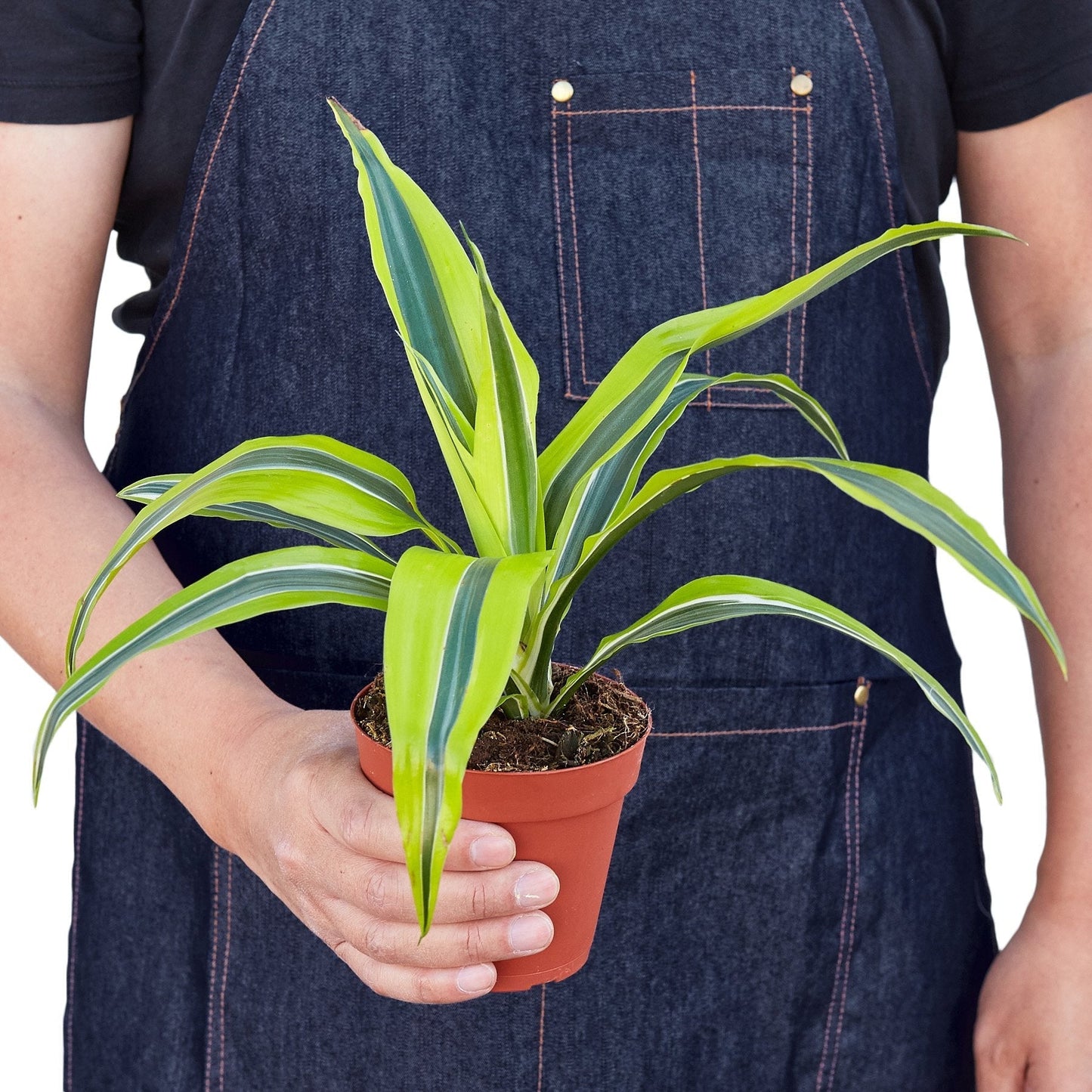 Dracaena Lemon Lime indoor plant