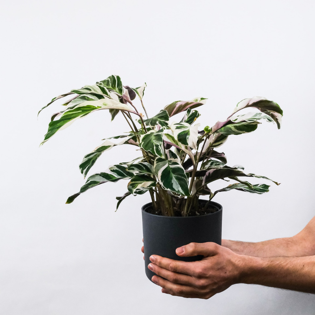 white fusion prayer plant Calathea White Fusion | Prayer Plant | Houseplant | Ø 6"